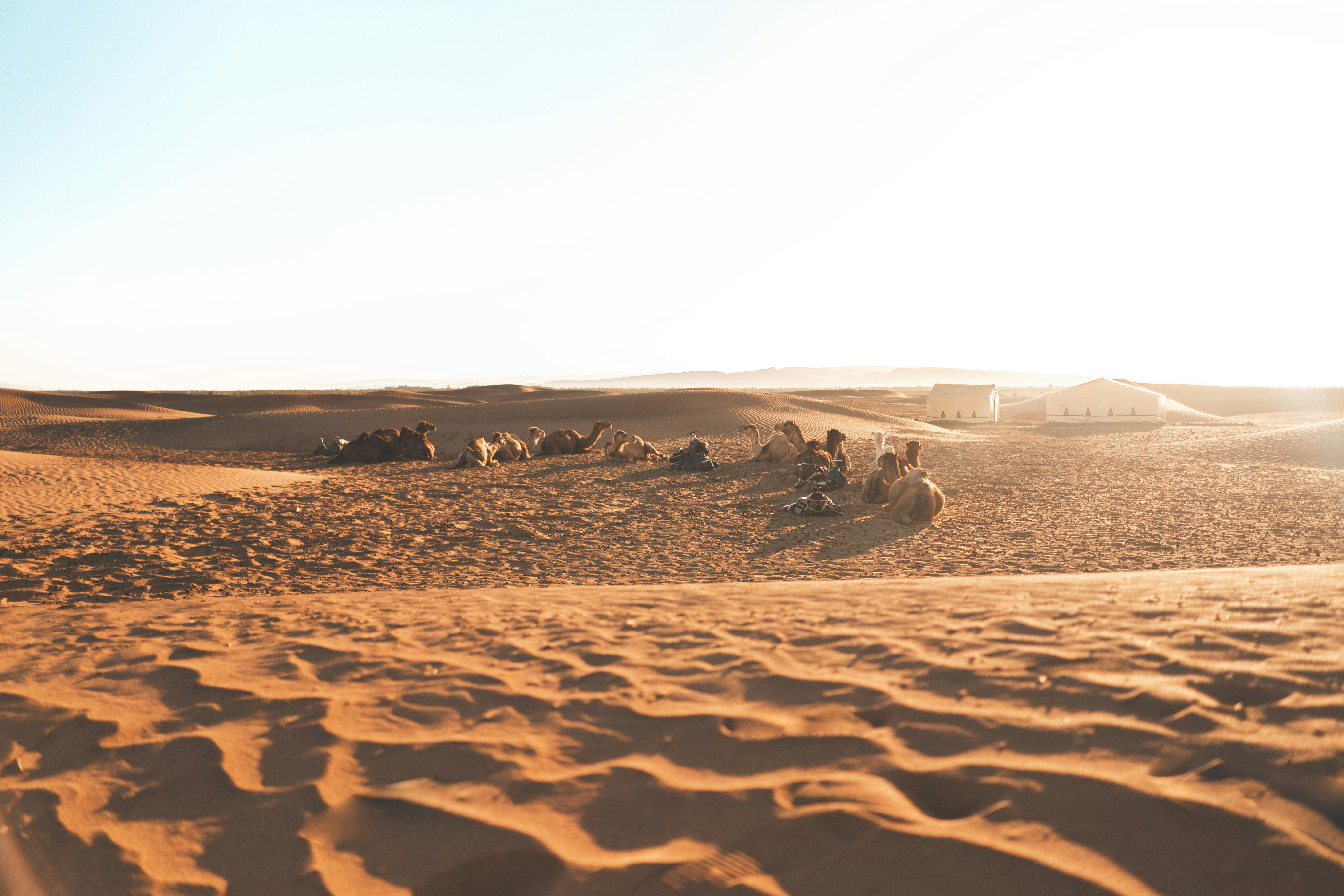 people lying on desert